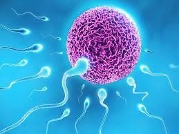 IVF in Jaipur