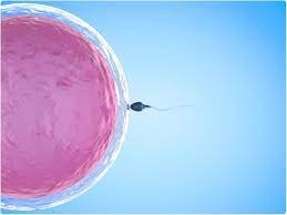 male infertility treatment in sitapura